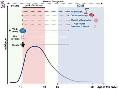 Aging in multiple sclerosis: from childhood to old age, etiopathogenesis, and unmet needs: a narrative review